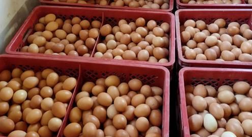 上海今日雞蛋價格行情概覽