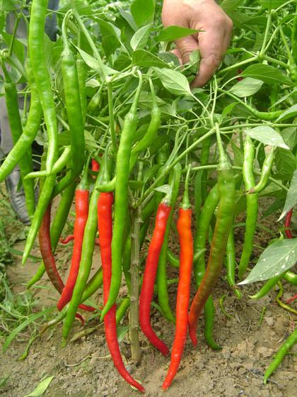 最新線椒種子品種引領(lǐng)時(shí)代味覺革命