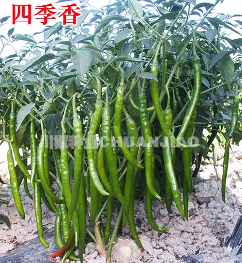 最新線椒種子品種引領(lǐng)時(shí)代味覺革命