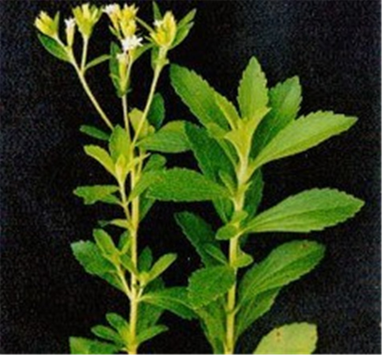 2017年甜葉菊市場行情,2017年甜葉菊市場行情指南