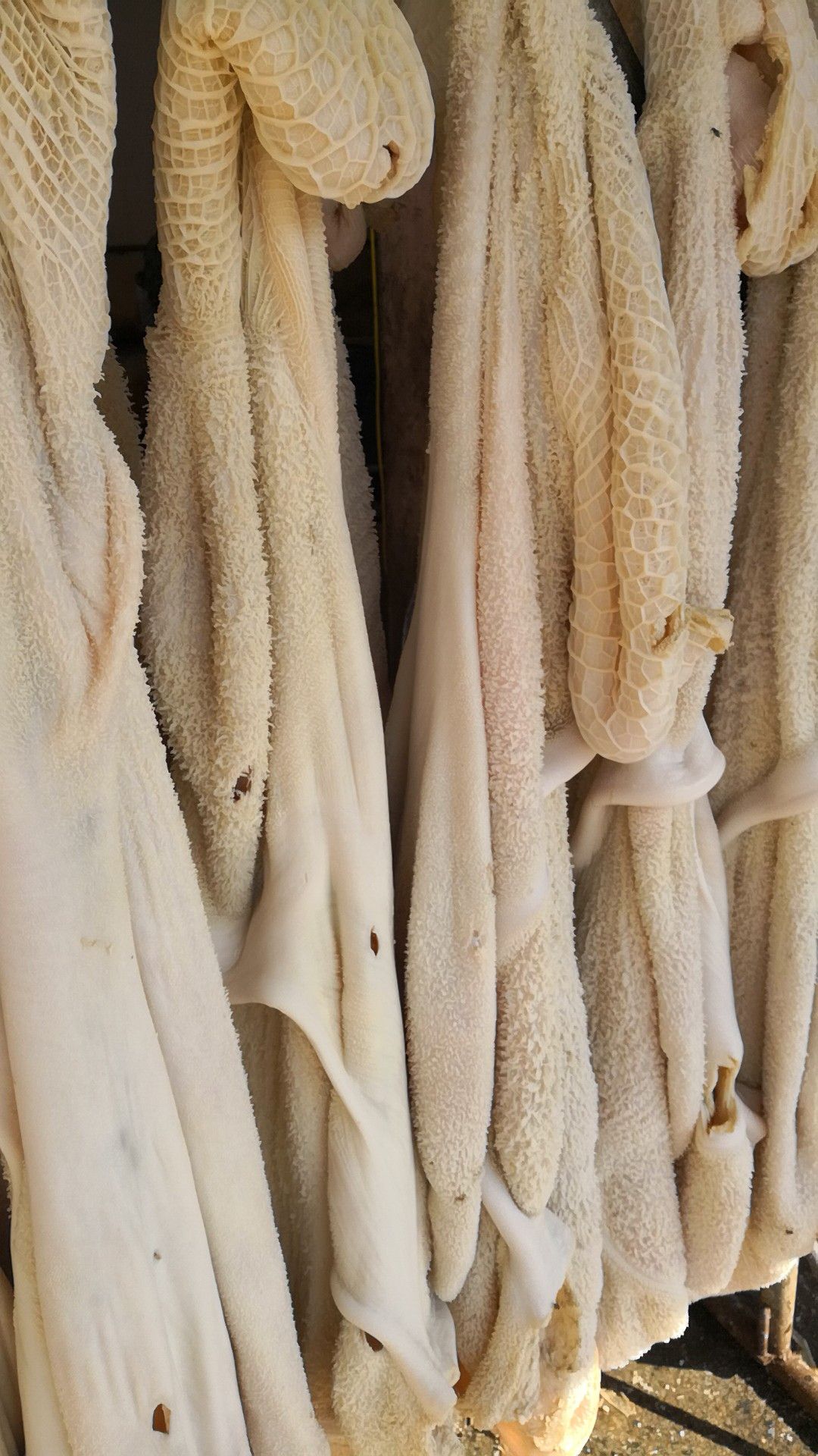 牛肚批發(fā)價(jià)格揭秘，小巷特色小店的探索之旅