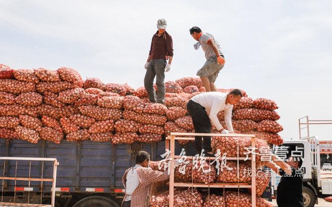 金鄉(xiāng)大蒜今日最新價(jià)格及市場(chǎng)走勢(shì)與產(chǎn)業(yè)洞察分析