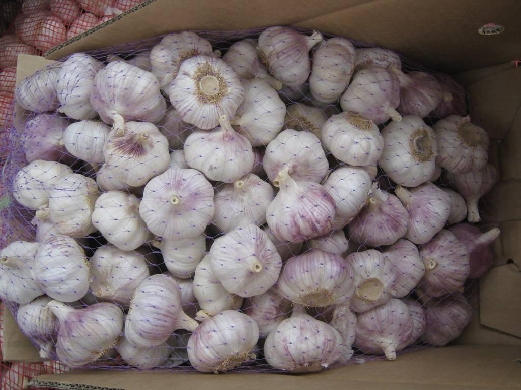 金鄉(xiāng)大蒜今日最新價(jià)格及市場(chǎng)走勢(shì)與產(chǎn)業(yè)洞察分析