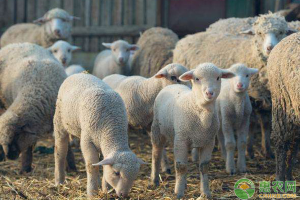 最近幾日活羊價(jià)格行情解析與深度探討