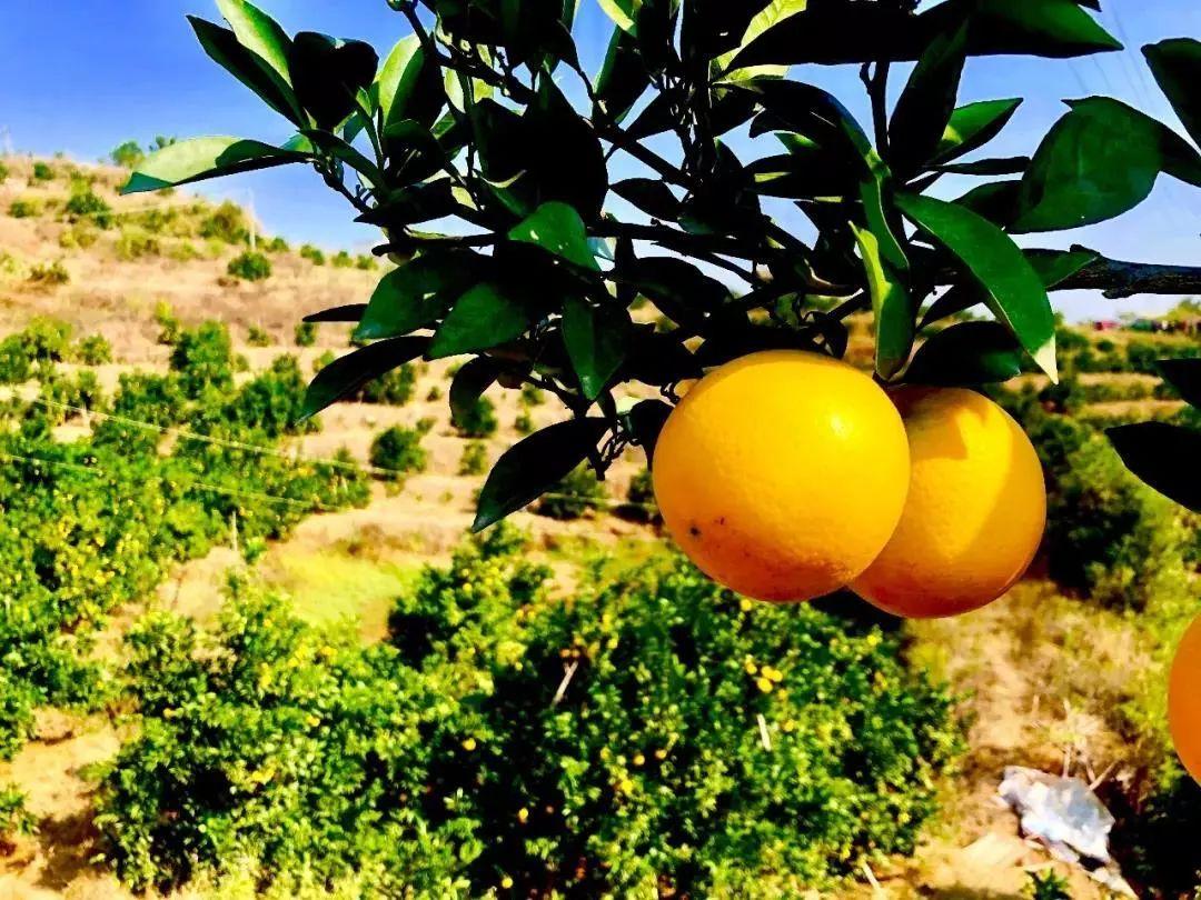 臍橙最新行情概覽