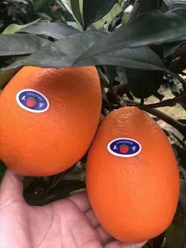 臍橙最新行情概覽