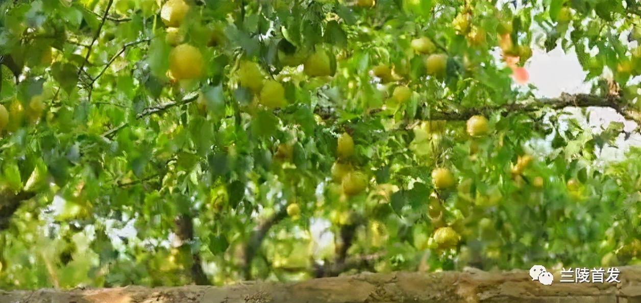 梨樹吧最新動(dòng)態(tài)更新速遞