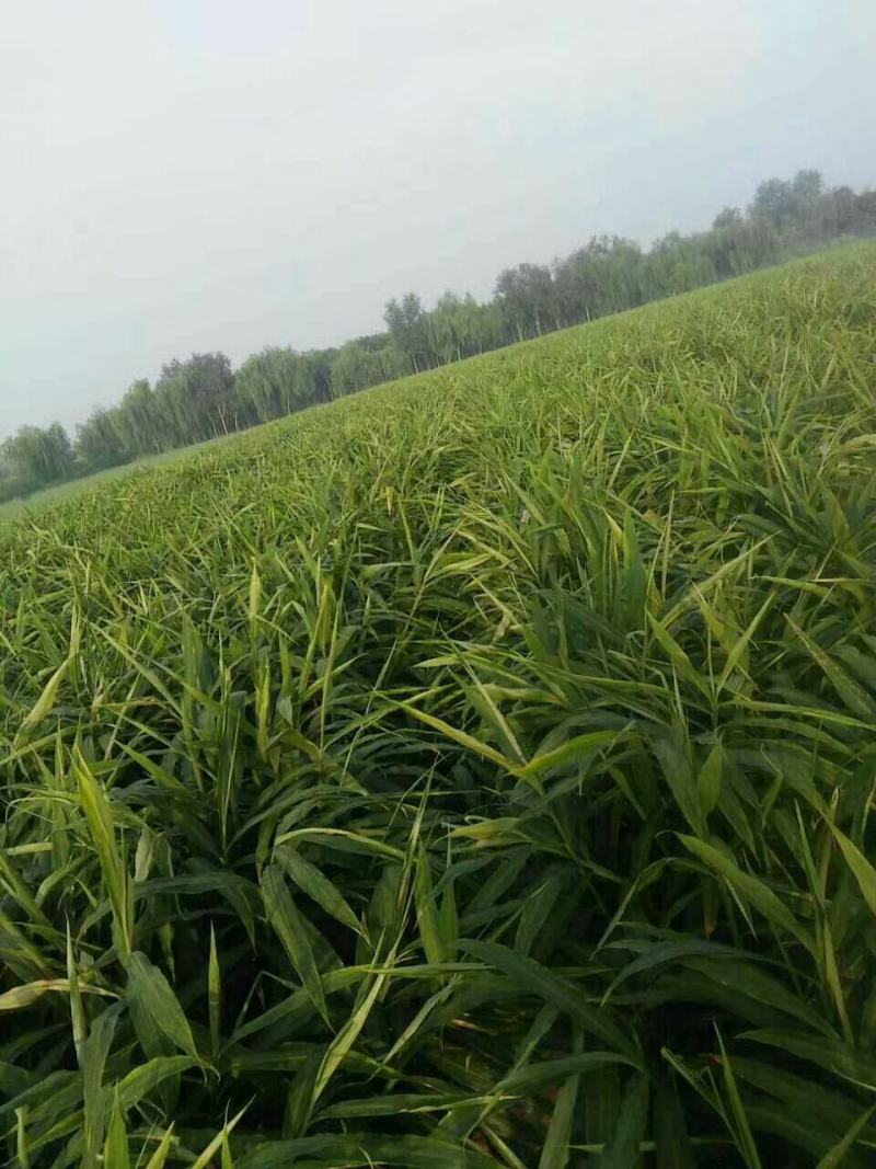 青州大姜最新行情分析與趨勢(shì)預(yù)測(cè)