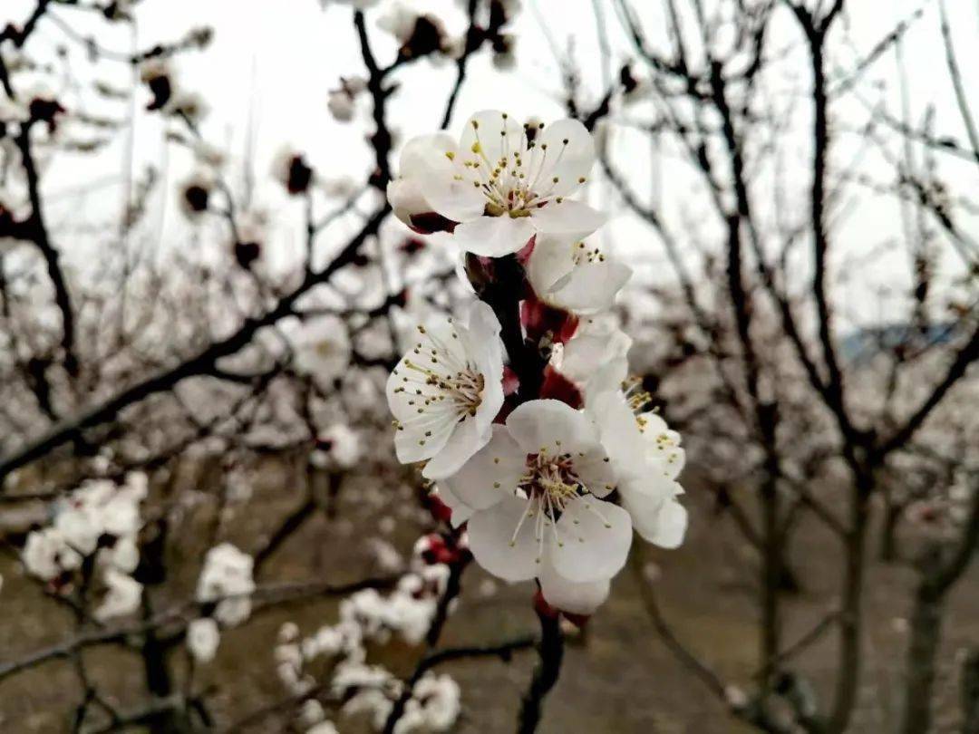 嘉祥九頂山動(dòng)態(tài)資訊實(shí)時(shí)更新??