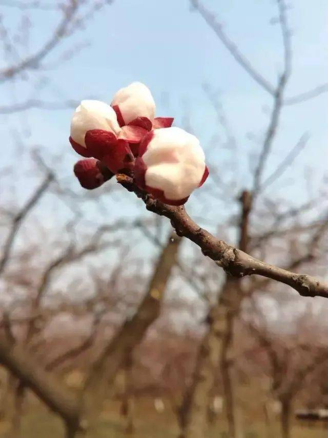 嘉祥九頂山動(dòng)態(tài)資訊實(shí)時(shí)更新??