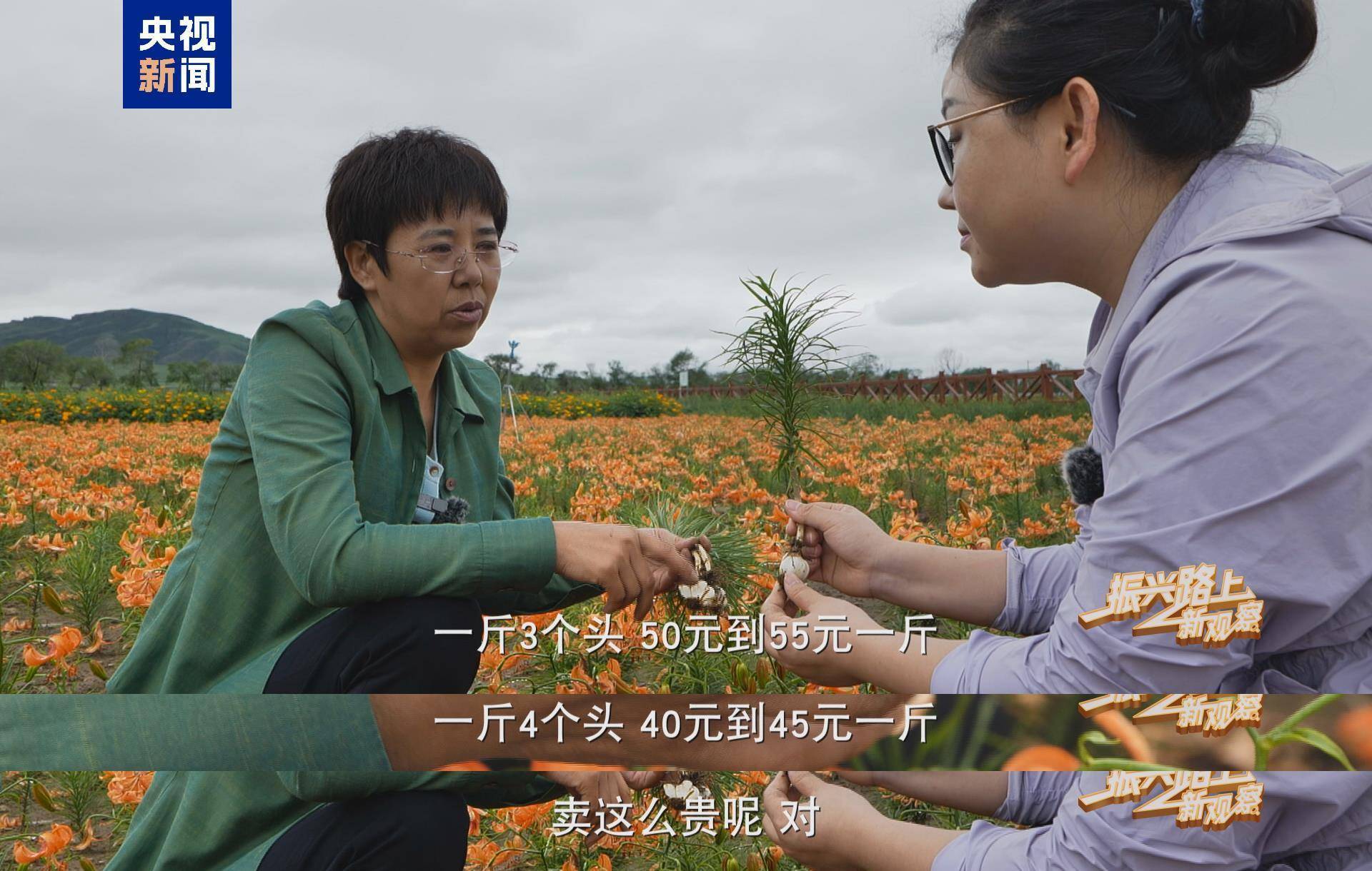 百合價格的多元解讀與解析