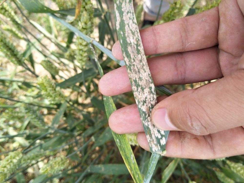小麥白粉病治療最新進(jìn)展及成效概述????