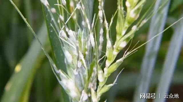 小麥白粉病治療最新進(jìn)展及成效概述????