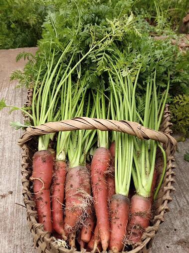 最新野生法及其觀點論述解析