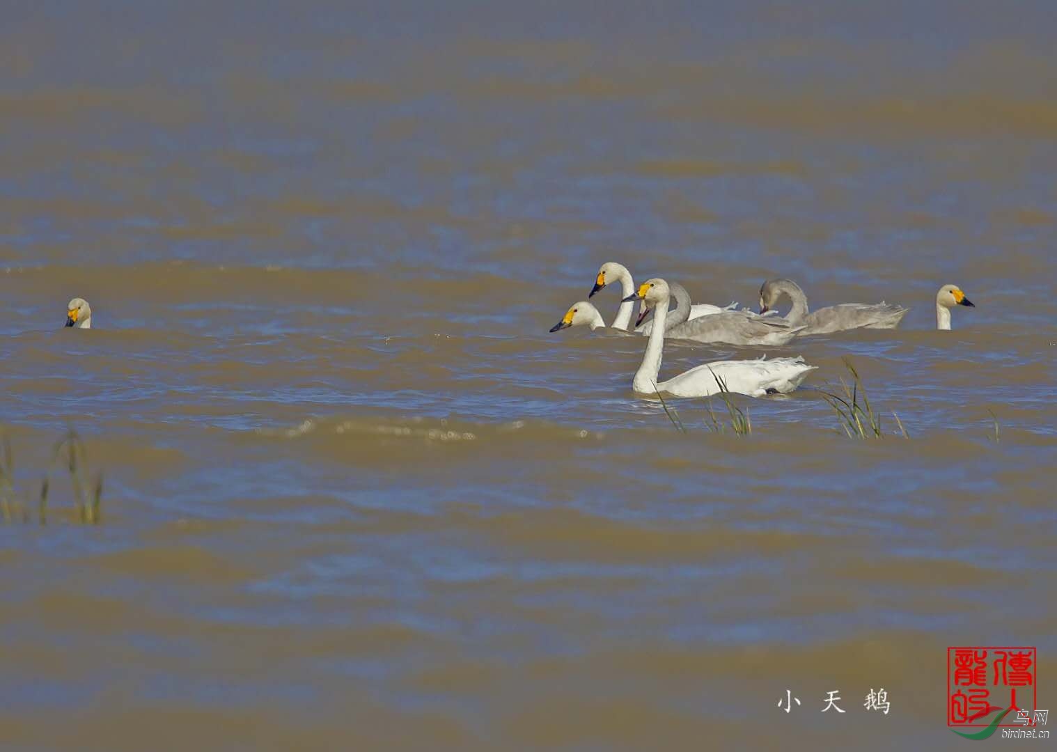 小天鵝最新動態(tài)及洗衣機(jī)操作與保養(yǎng)指南