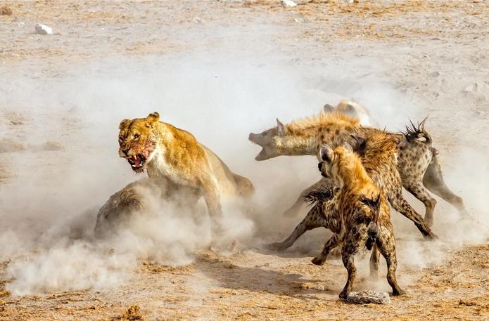 叢林大作戰(zhàn)2最新版，友情冒險(xiǎn)之旅開啟！